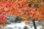 夏井川渓谷の紅葉natuigawa a glen in red leaves03